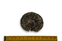 F 02169
<br/>
<br/>
<em></em>